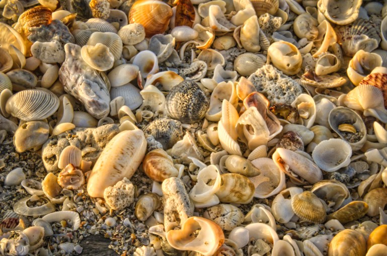 steve_daponte_shells_DSC07943