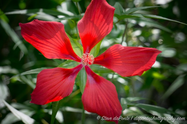 stevedaponte_swamphibiscus_DSC08459