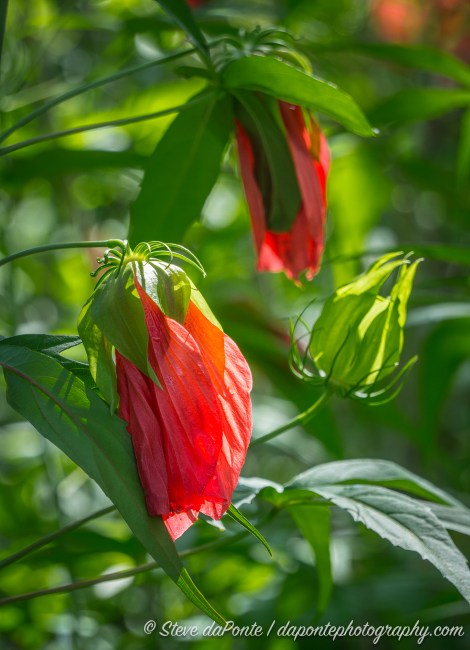 stevedaponte_swamphibiscus_DSC08462