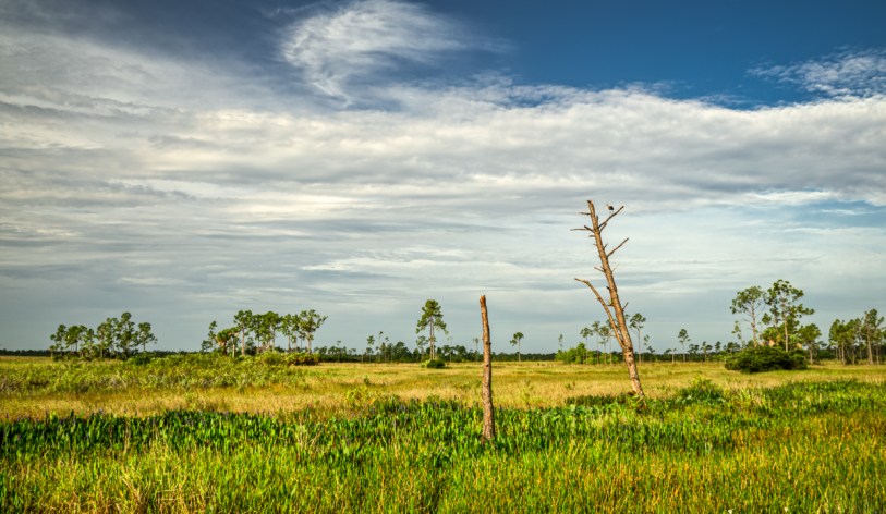 stevedaponte_pineglades_DSC00329