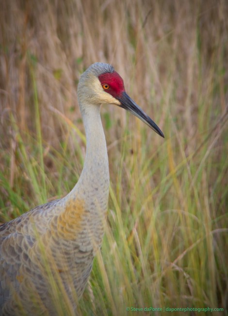 stevedaponte_sandhillcrane_img9458