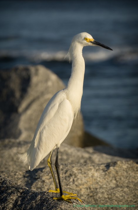 stevedaponte_snowyegret_DSC00821