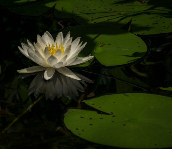 stevedaponte_waterflower_DSC00449