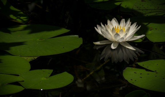 stevedaponte_waterflower_DSC00451