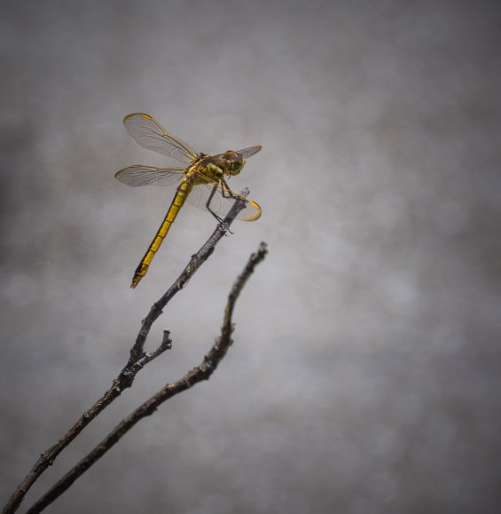 stevedaponte_yellowdragonfly_DSC00435