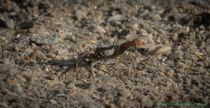 stevedaponte_fiddlercrab_DSC02193