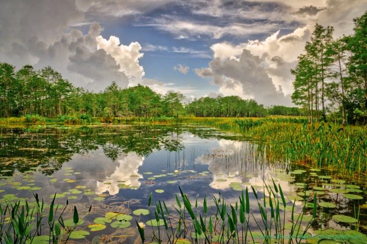 stevedaponte_grassywaters_DSC00978