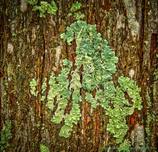 stevedaponte_grassywaters_DSC01022