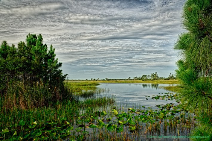 stevedaponte_pinegladesnaturalarea_DSC00276