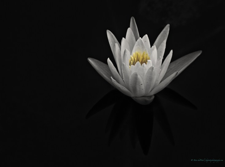 steve_daponte_flower_dsc03459