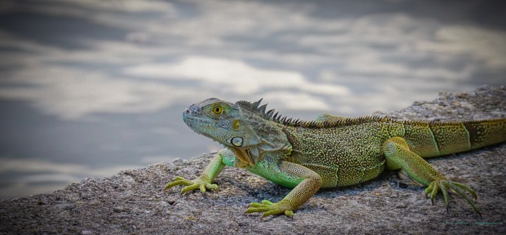 stevedaponte_iguana_dsc02986