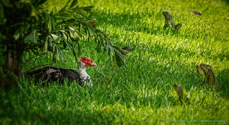 stevedaponte_iguanaschillinwithduck_dsc02913