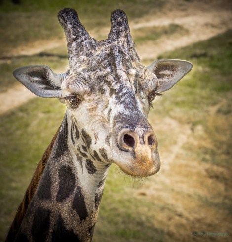 steve_daponte_giraffe_dsc05931