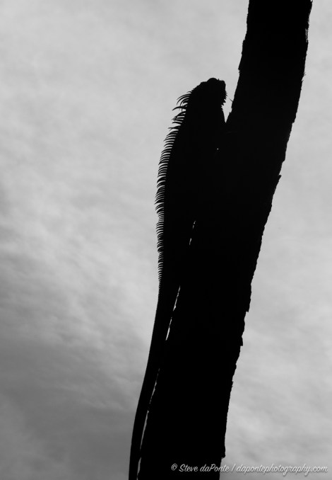 steve_daponte_morikamidsc08252