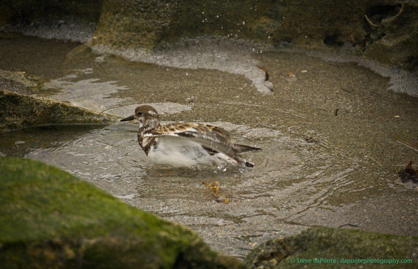 steve_daponte_carliinpark_dsc09294