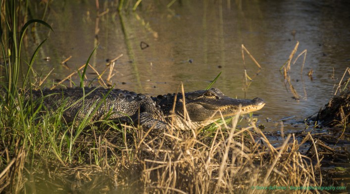 steve_daponte_aligator_dsc00113